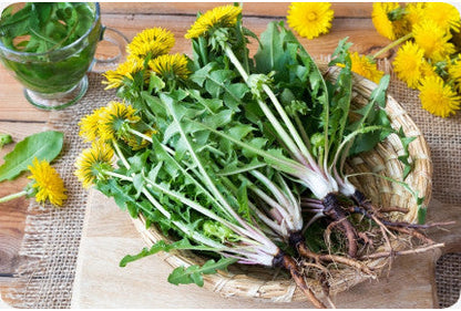Dandelion Seeds - Italian (Taraxacum officinale)