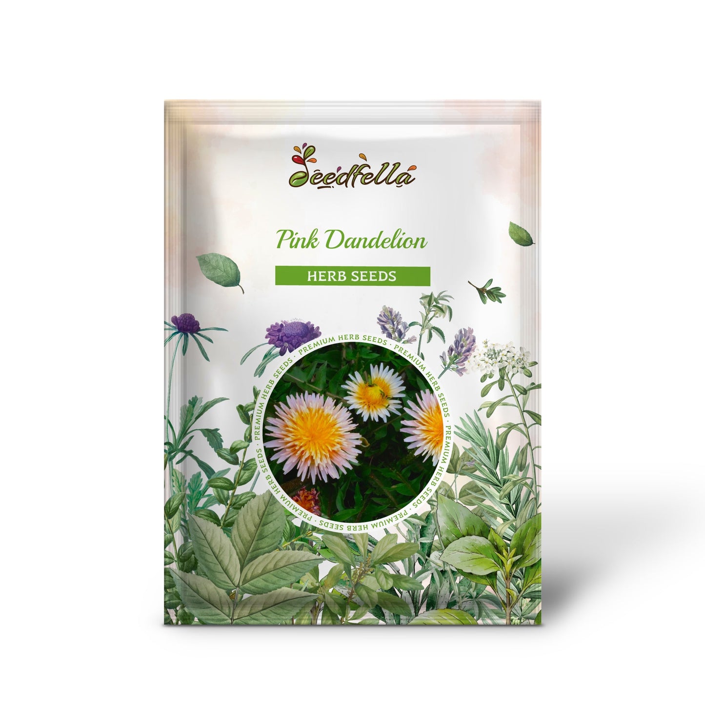 Pink Dandelion (Taraxacum pseudoroseum) Herb Flower Seeds