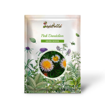Pink Dandelion (Taraxacum pseudoroseum) Herb Flower Seeds