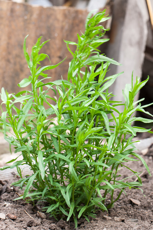 Tarragon Artemisia Dracunculus Kitchen Common Dragon'S Wort Herb Seeds heirloom non-gmo organic garden seeds