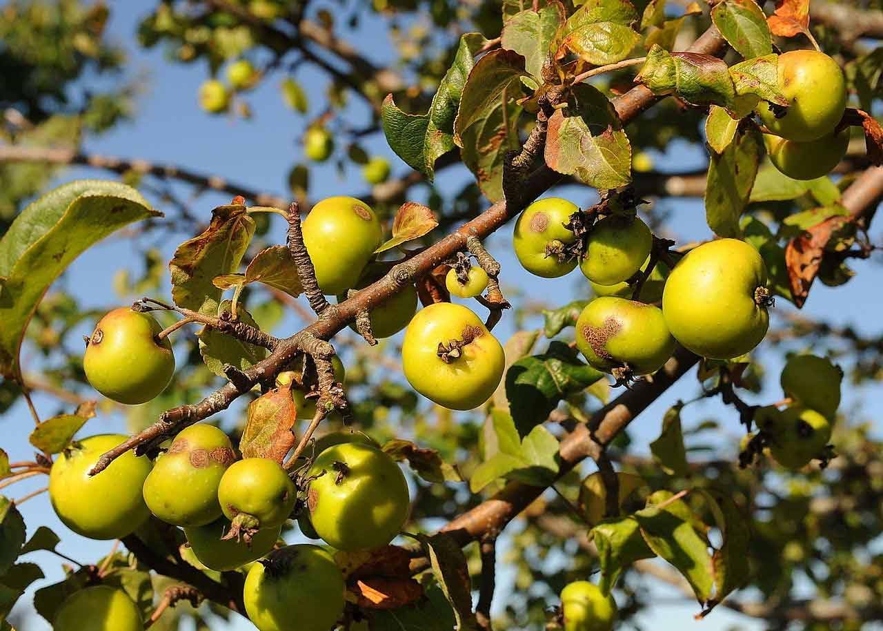 Tart Crab Apple Seeds For Planting heirloom non-gmo organic garden seeds