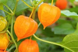 Tart Ground Cherry Seeds For Planting | Sweet & Tangy Berries heirloom non-gmo organic garden seeds