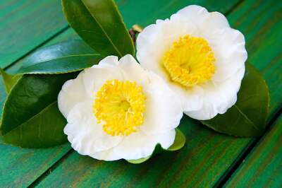 Tea Plant (Camellia Sinensis) – Black & Green Drinking Tea – 1 lb Bulk – Approx. 385 Seeds