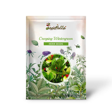 Kriechendes Wintergrün / Teebeere (Gaultheria procumbens) Immergrüne Blumensamen