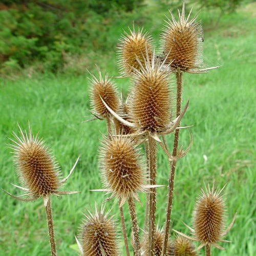 フラーズオニノゲシ（Dipsacus sativus）インドオニノゲシ 白花 薬草の種