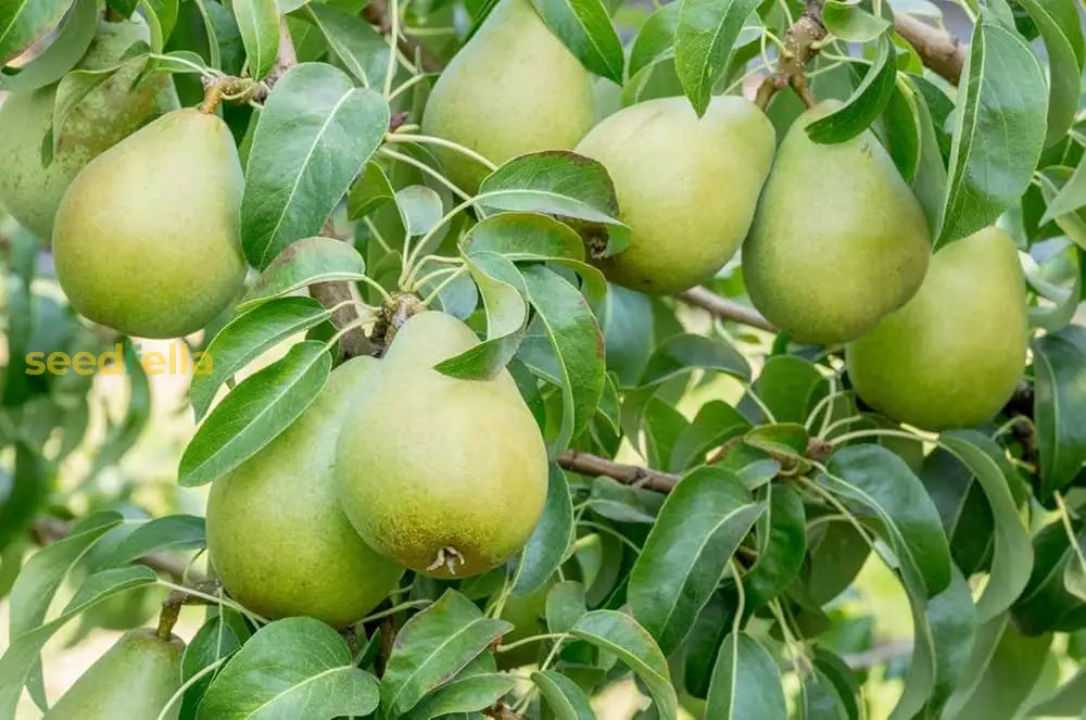 Wild Pear Tree Planting Guide for Fruitful Yields Seed for Sustainable Growth and Garden Enrichment
