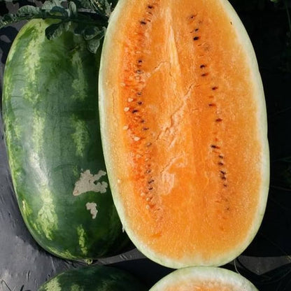 Tendersweet Orange Watermelon (Citrullus lanatus) Orange Flesh Melon Seeds
