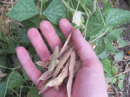 Brown Tepary Bean Planting Seeds for Vegetables
