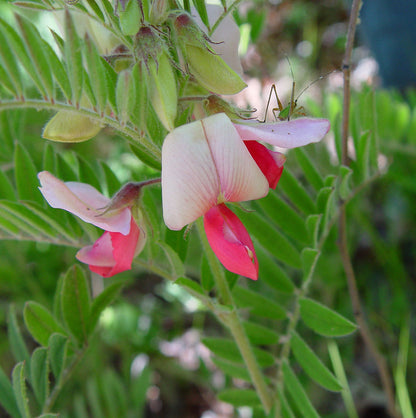 Goat's Rue Flower Seeds