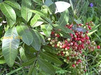 Terebinthifolius Seeds For Planting | Mixed Varieties heirloom non-gmo organic garden seeds