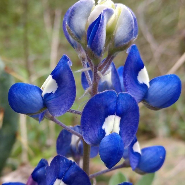 Texas Bluebonnet Flower Seeds