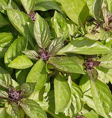 Siam Queen Thai Basil (Ocimum thyrsiflora) Herb & Flower Seeds