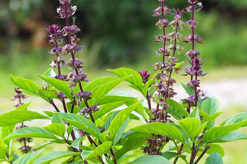 Thai Basil (Ocimum basilicum var. thyrsiflora) Seeds