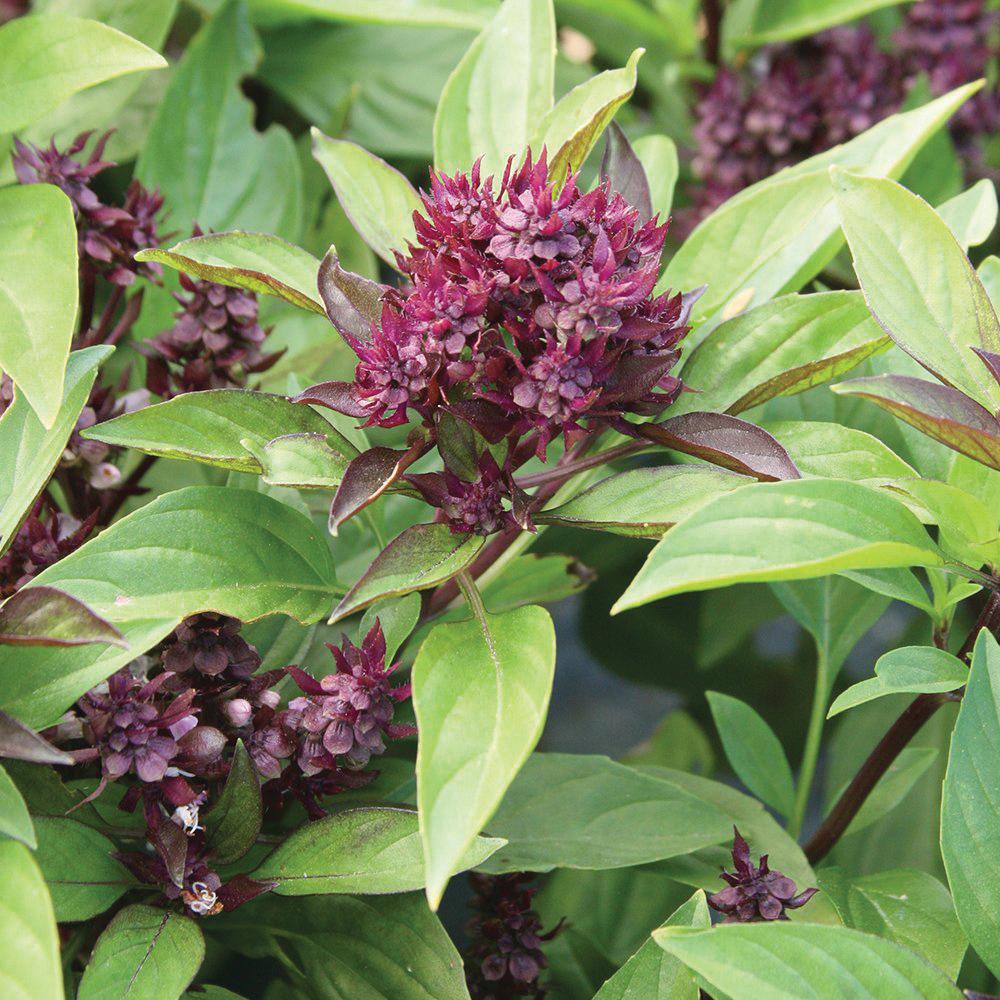Siam Queen Thai Basil (Ocimum basilicum var. thyrsiflora) Seeds