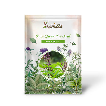 Siam Queen Thai Basil (Ocimum basilicum var. thyrsiflora) Seeds