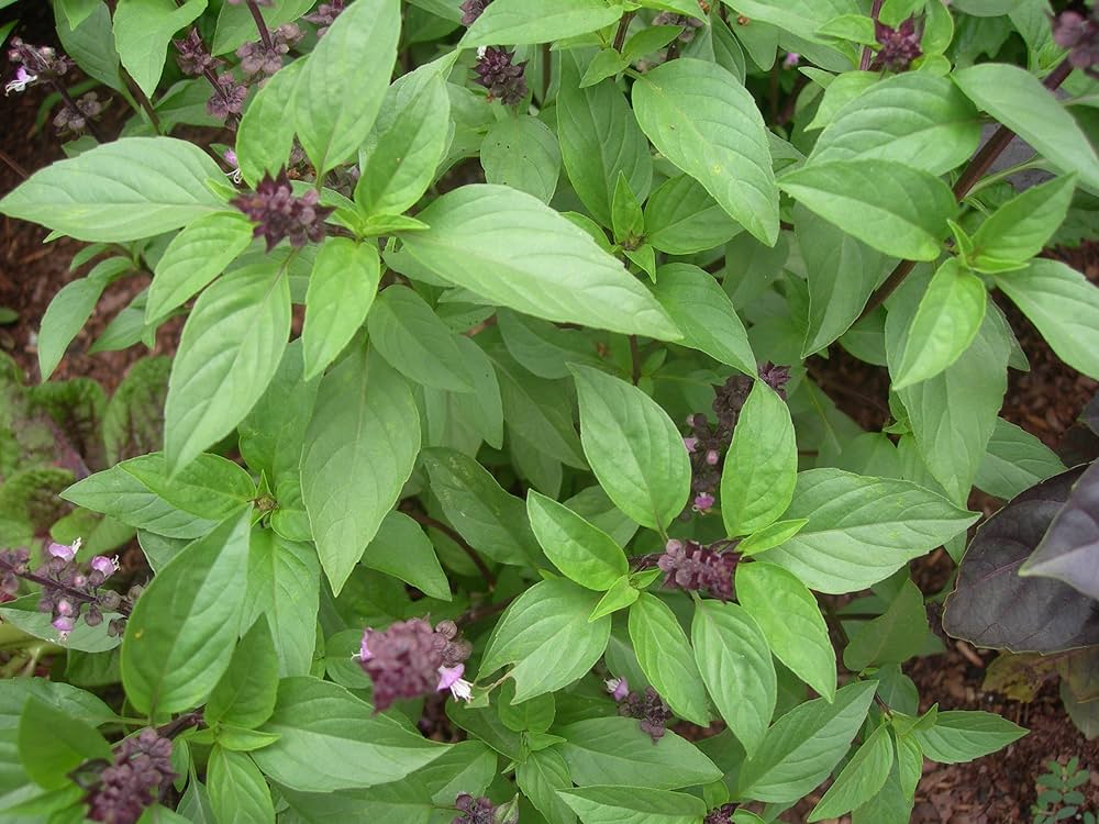 Thai Basil Ocimum Basilicum Seeds For Planting Herb Garden Container Kitchen Pot heirloom non-gmo organic garden seeds