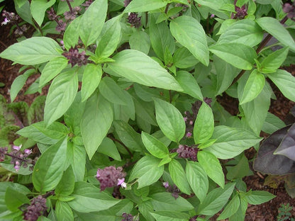 Thai Basil Ocimum Basilicum Seeds For Planting Herb Garden Container Kitchen Pot heirloom non-gmo organic garden seeds
