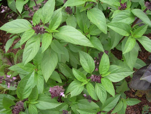 Thai Basil Ocimum Basilicum Seeds For Planting Herb Garden Container Kitchen Pot heirloom non-gmo organic garden seeds