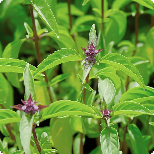 Thai Basil Ocimum Basilicum Var. Thyrsiflora Seeds heirloom non-gmo organic garden seeds
