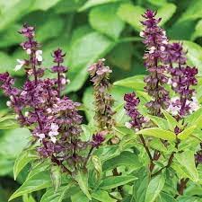 Thai Basil (Ocimum basilicum var. thyrsiflora) Seeds