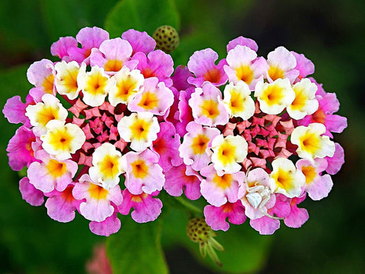 Lantana Flower seeds for Planting Wildflower Mix Heirloom & GMO Free Seeds for Home Garden 
 
 Sale for planting in home garden