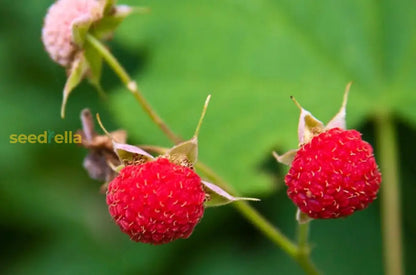 簡単に植えられるサンザシイチゴの種