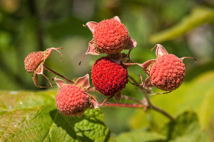 Thimbleberry Rubus Parviflorus – Edible Red Berry Fruit – Native White Flower Shrub Seeds heirloom non-gmo organic garden seeds
