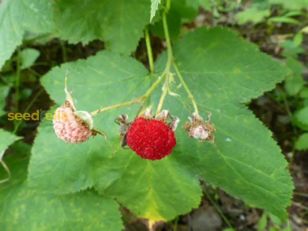 Thimbleberry Rubus Seeds For Easy Planting heirloom non-gmo organic garden seeds