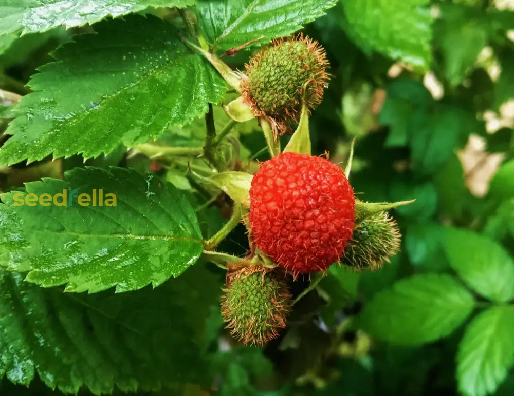 Thimbleberry Fruit Planting Seeds Grow Delicious Thimbleberries In Your Garden! heirloom non-gmo organic garden seeds
