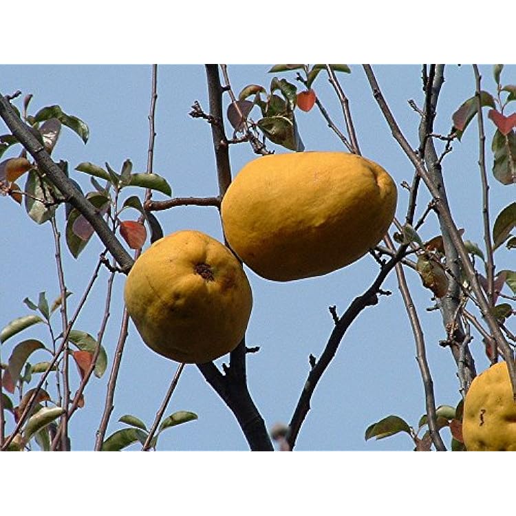 Chinese Quince Fruit Tree (Chaenomeles sinensis) Thornless Fruit & Flower Seeds