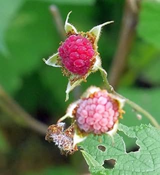 Purple Flowering Raspberry (Rubus odoratus) – Thornless Edible Fruit Berry Seeds