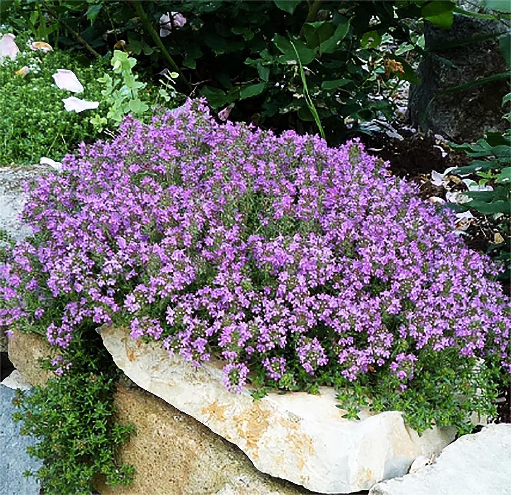 Mediterranean Thyme (Thymbra spicata) - Spiked Za’atar, Pink Savory Herb, Perennial Flower Seeds