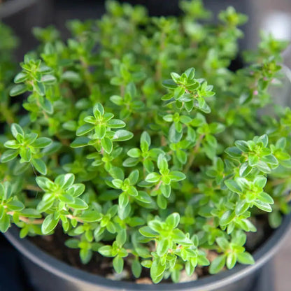 Lemon Thyme Herb Seeds