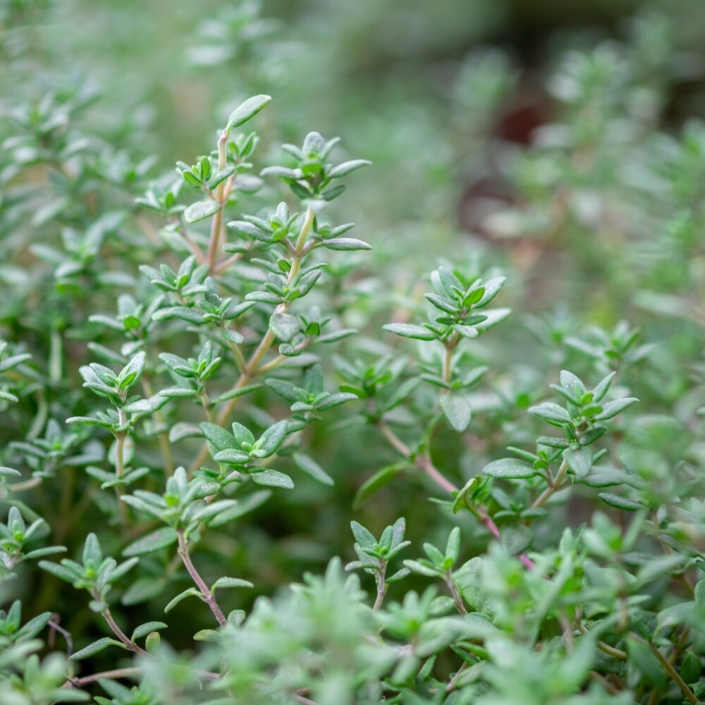 Orange Thyme (Thymus vulgaris 'Fragrantissimus') Orangelo Culinary Herb Seeds