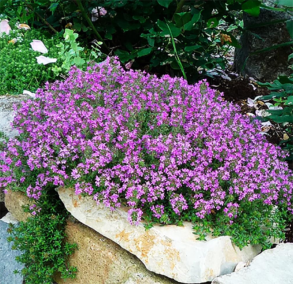 Walk On Me Creeping Thyme (Thymus Serpyllum) Herb Flower Seeds