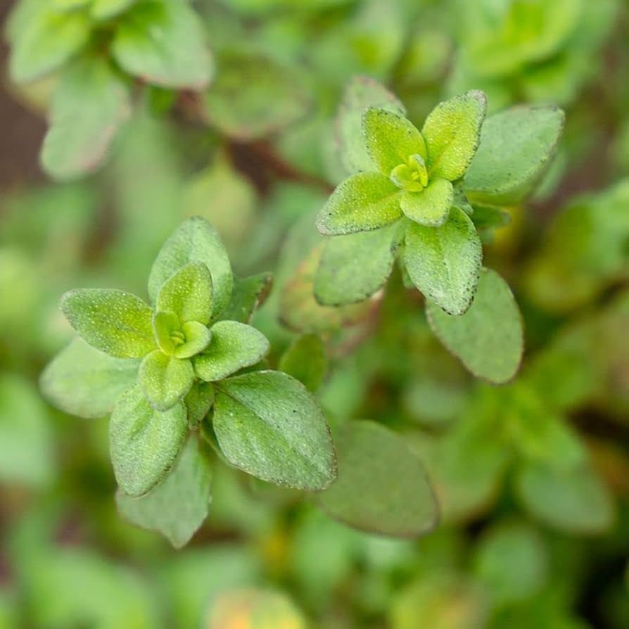 Lemon & Thyme Seed Mix – Fast Growing Culinary Herbs for Garden Borders