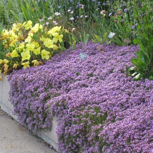 Walk On Me Creeping Thyme (Thymus Serpyllum) Herb Flower Seeds