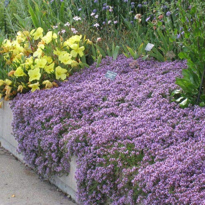 Walk On Me Creeping Thyme (Thymus Serpyllum) Herb Flower Seeds