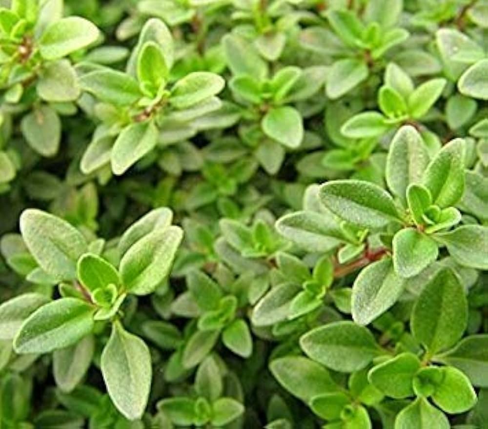 Lemon Thyme Herb Seeds – Aromatic Garden Herb & Natural Mosquito Repellent