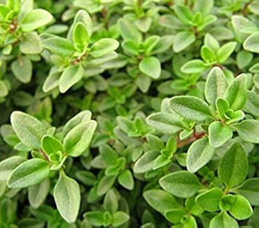 Lemon Thyme Herb Seeds – Aromatic Garden Herb & Natural Mosquito Repellent