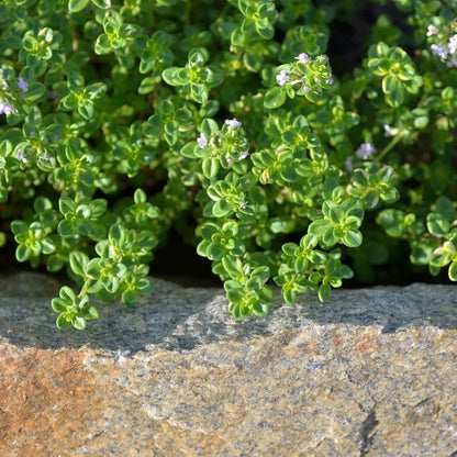 Lemon Thyme Herb Seeds for Planting Thymus Citriodorus for Kitchen Gardens
