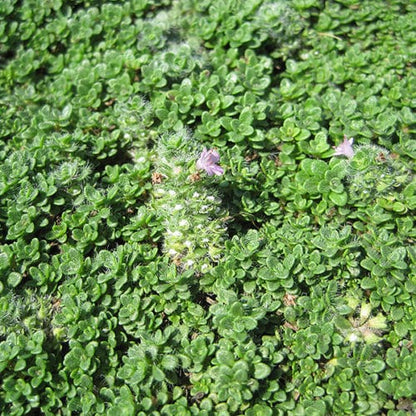 Thyme Seeds - Creeping (Thymus serpyllum)