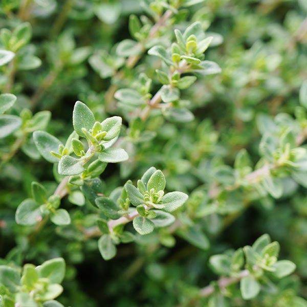 Thyme Seeds - Winter (Thymus vulgaris)