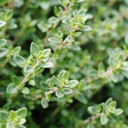 Thyme Seeds - Winter (Thymus vulgaris)