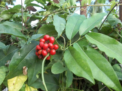 Tiliacora Seeds: Unique Fruits For Your Garden Planting heirloom non-gmo organic garden seeds