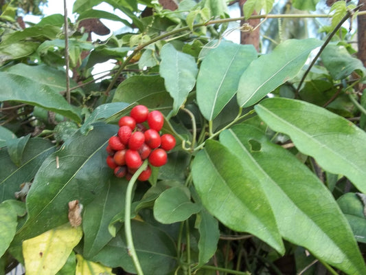 Tiliacora Seeds: Unique Fruits For Your Garden Planting heirloom non-gmo organic garden seeds