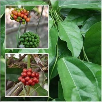 Tiliacora Triandra Seeds For Planting Green Herb Seeds For Garden heirloom non-gmo organic garden seeds