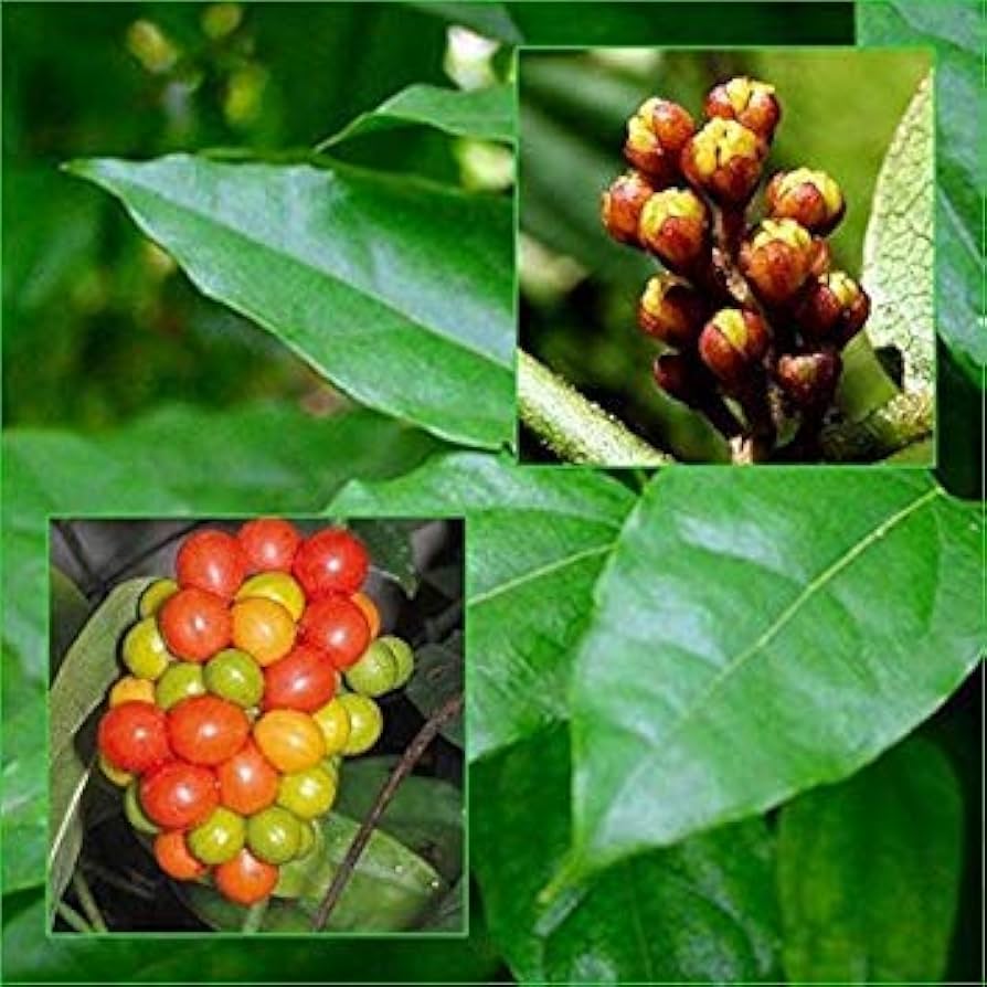 ティリアコラ・トリアンドラの種子 - 庭用の緑の薬草の種子