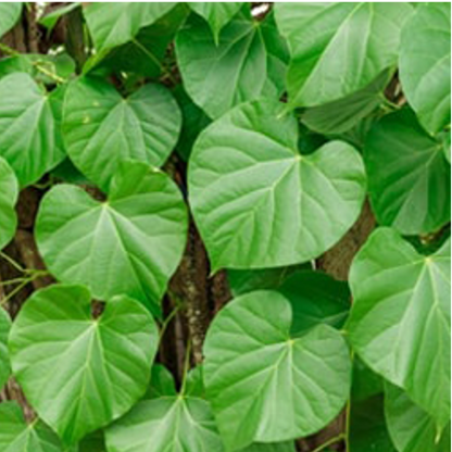 簡単に育てられるティノスポラ植物の種