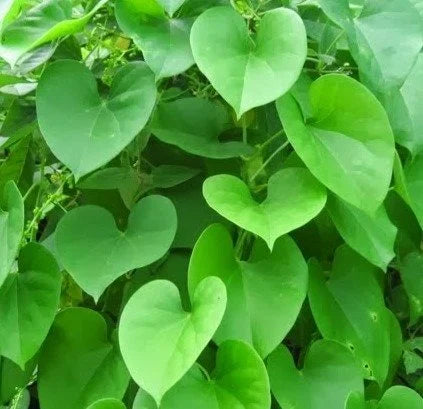 Tinospora Plant Seeds For Easy Herbal Planting heirloom non-gmo organic garden seeds